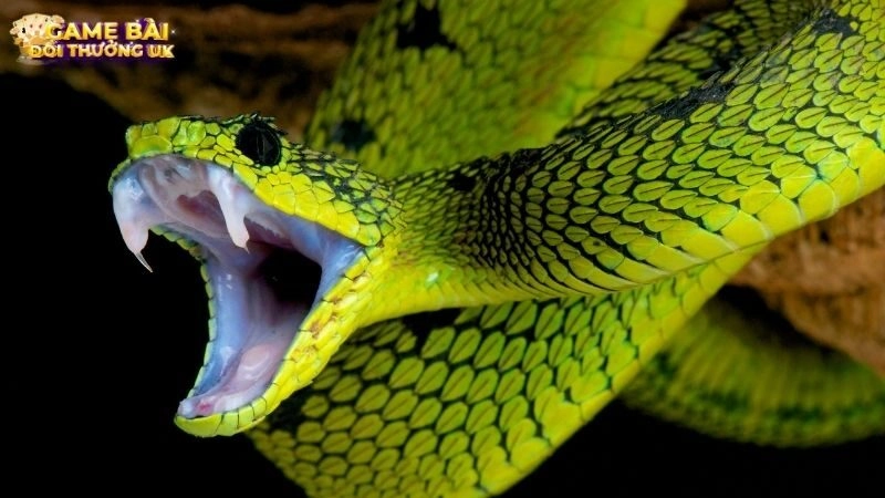 Sổ Mơ Rắn Cắn: Ý Nghĩa Giấc Mơ, Con Số May Mắn Trong Lô Đề